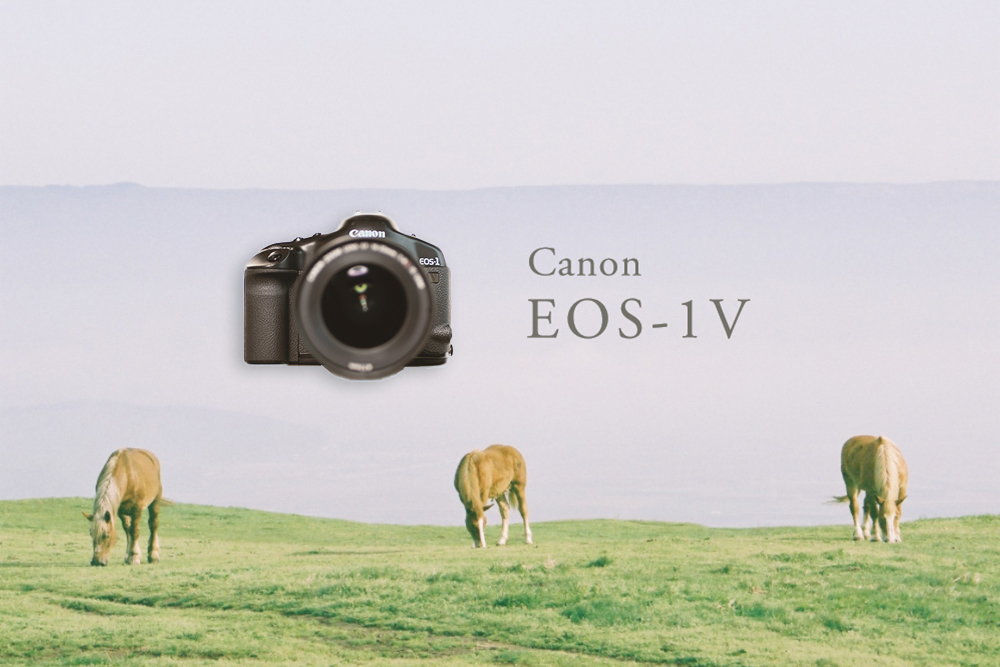 フィルムカメラ最後の巨人。Canon/キヤノンEOS-1V、妥協なき選択。作例 